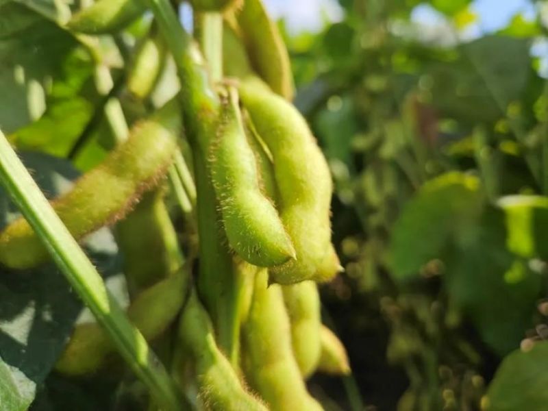 又是一年好“豐”景!衛華數十萬畝良田豐收在即!